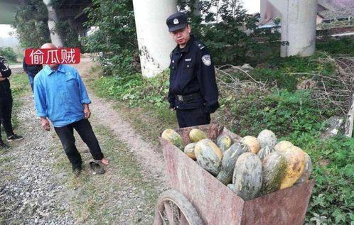 偷南瓜最新爆料新闻事件,真相揭秘,嫌疑人落网 第3张 偷南瓜最新爆料新闻事件,真相揭秘,嫌疑人落网 第3张